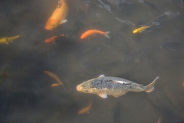Fish swimming in pond