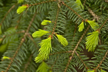 Detail of a spring spruce tree with light green young needles contrasting with dark old ones. selective focus with bokeh background - picea 