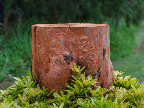 Orange coloured stump of a recently felled large Angophora tree surrounded by Bromiliads. Coochiemudlo Island, Queensland, Australia