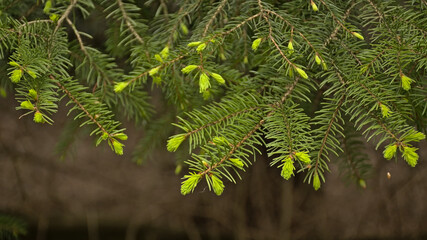 Detail of a spring spruce tree with light green young needles contrasting with dark old ones. selective focus with bokeh background - picea 