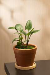 Obraz premium The Drimiopsis Maculata plant, housed in a terracotta pot, sits elegantly on a wooden table, showcasing its vibrant green leaves.