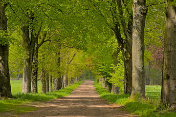 dirt road between fresh green spring trees in Turnhoutse vennen nature reserve. Turnhout, Flanders, Belgium 