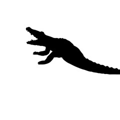 crocodile