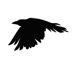 crow bird