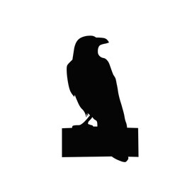 crow bird