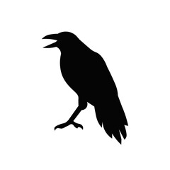 crow bird