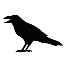crow bird