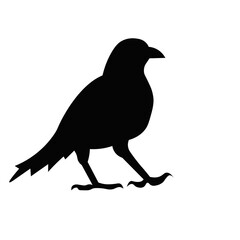 crow bird