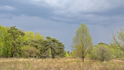 Obraz premium Heather landscape with fresh green spring trees under a dark cloudy sky near Turnhout, Flanders, Belgium 