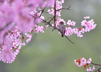 満開のオオヤマザクラと野鳥