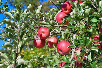 赤く熟した信州リンゴ