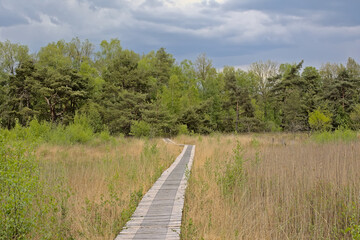 Boradwalk through a heather landscape with fresh green spring trees under a dark cloudy sky near Turnhout, Flanders, Belgium 