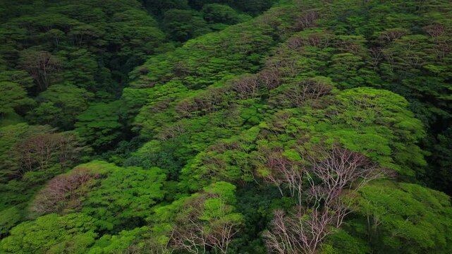 Big island Papenoo Teahupoo Tahiti Society Islands tropical dense forests French Polynesia aerial drone flora banyan ceiba breadfruit uru breadfruit coconut palm trees Tautira Tiarei forward pan up
