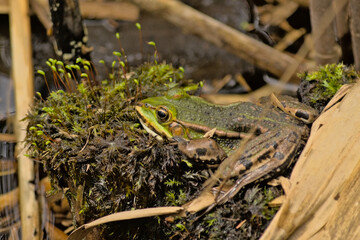 Frog in camouflage colors sitting in the green mos , selective focus- anura 