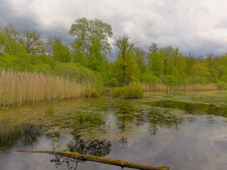 peat lake and forest in spring under a dark cloudy sky near Turnhout, Flanders, Belgium 