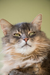 Porträt einer Somali Katze