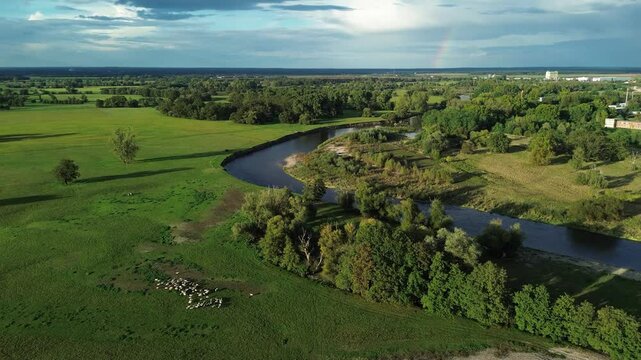 Schafe an der Mulde in Eilenburg