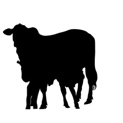 Cow Animal Illustration
