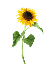Sunflowers close up on a transparent background