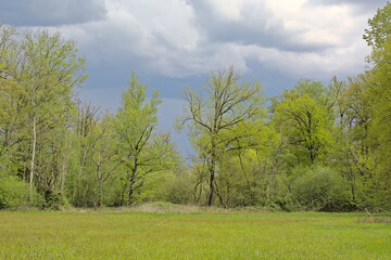 Fototapeta premium Fresh green spring meadow an forest under a cloudy rainy sky near Turnhout, Flanders, Belgium 