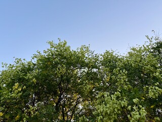 Koelreuteria paniculata ornamental goldenrain pride of india china varnish tree full of unripen green leaves and fruits of ripening seeds. Pride of India, China and the varnish tree sky background.
