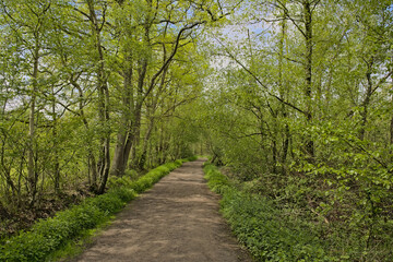 Fototapeta premium Hiking trail through a fresh green spring forest in Turnhoutse vennen nature reserve. Turnhout, Flanders, Belgium 
