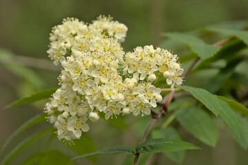 White flower racemes of a european mountain ash tree,  - Sorbus aucuparia 