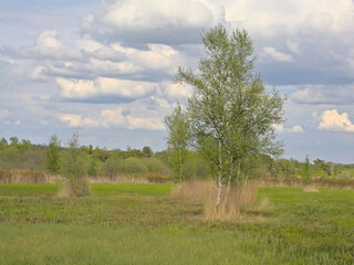 Obraz premium fresh green spring wetland landscape with green fields and forest in the flemish countryside near Turnhout, Flanders, Belgium 