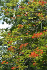 Red flowers on a big tree with green leaves