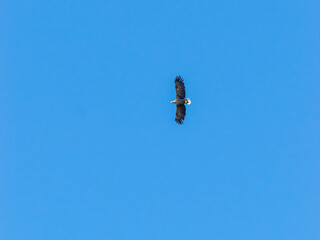 White-tailed eagle in flight