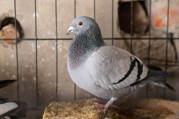Pigeon animals curled up in iron cages in winter