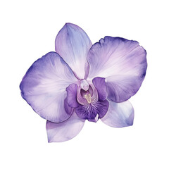 A delicate watercolor representation of an orchid flower in shades of violet and lavender.