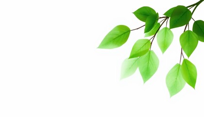 Lush Green Leaves Branch Nature Spring Fresh Foliage White Background