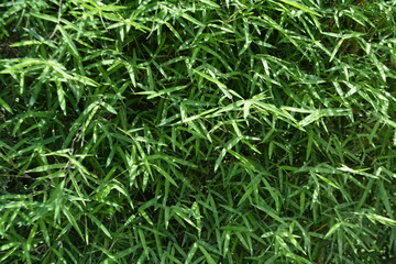 green grass background