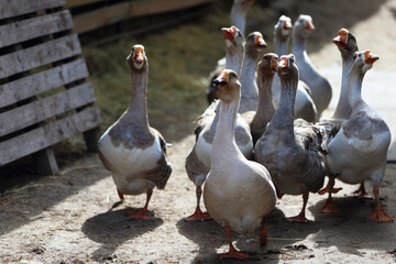 A flock of geese walking across a grassy field. The geese are lined up, some of them are closer to the camera, and others are further away. The concept of calm and tranquility