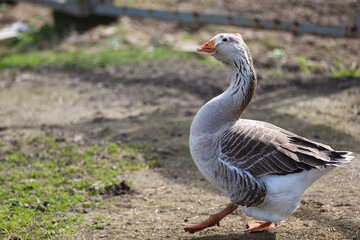 A domestic goose walks around the farm yard.