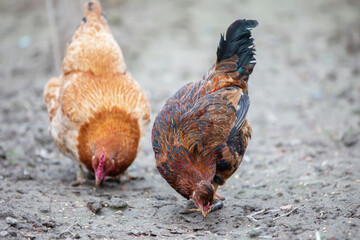 Two chickens are eating on the ground. One is brown and the other is white. The brown chicken is looking down at the ground
