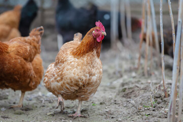 Red chickens walk on the ground and look for grain.
