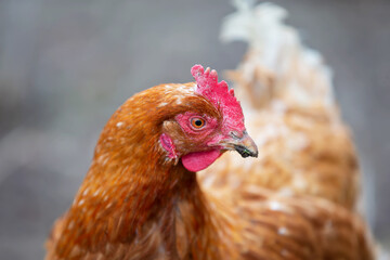 A chicken with a red head stands in a field with other chickens. Concept of peacefulness and simplicity, as the chickens are seen in their natural environment