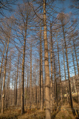 Fototapeta premium good view of korea