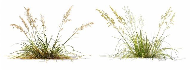 Naklejka premium 3D render of two different grasses isolated on a white background