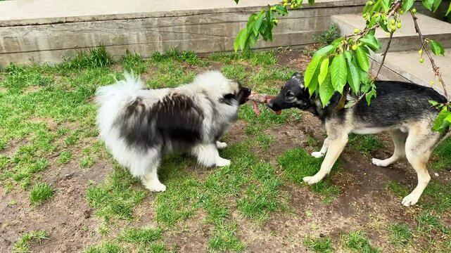 dogs play and take a toy from each other, Keeshond German Wolfspitz breed