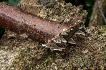 Turkey Tail Mushroom Bracket Fungus (Trametes versicolor) Growing on a Fallen Tree Branch in Woodland Environment