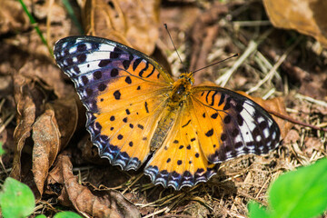 ツマグロヒョウモンの雄