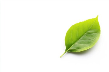 Obraz premium Single green leaf on a white isolated background