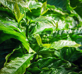 Coffee lush and coffee green leaf background