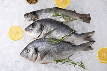 Sea food. Different types of raw fish, lemons and rosemary on ice cubes, flat lay