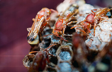 Close-up of swarm of wasps  black wasps and their nest