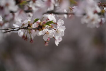 봄에 피는 벚꽃