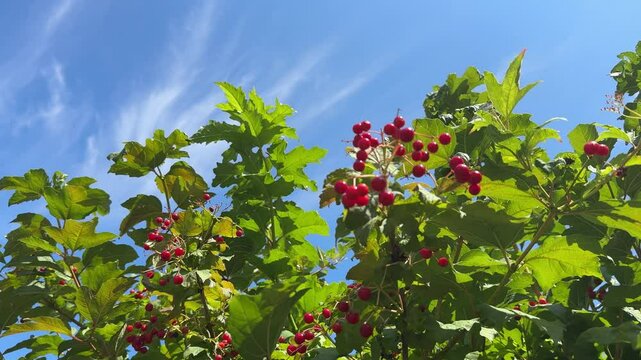 Viburnum opulus guelder rose shrub against blue sky.